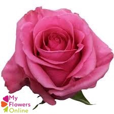 R Gr Tabatha Pink 70cm EC