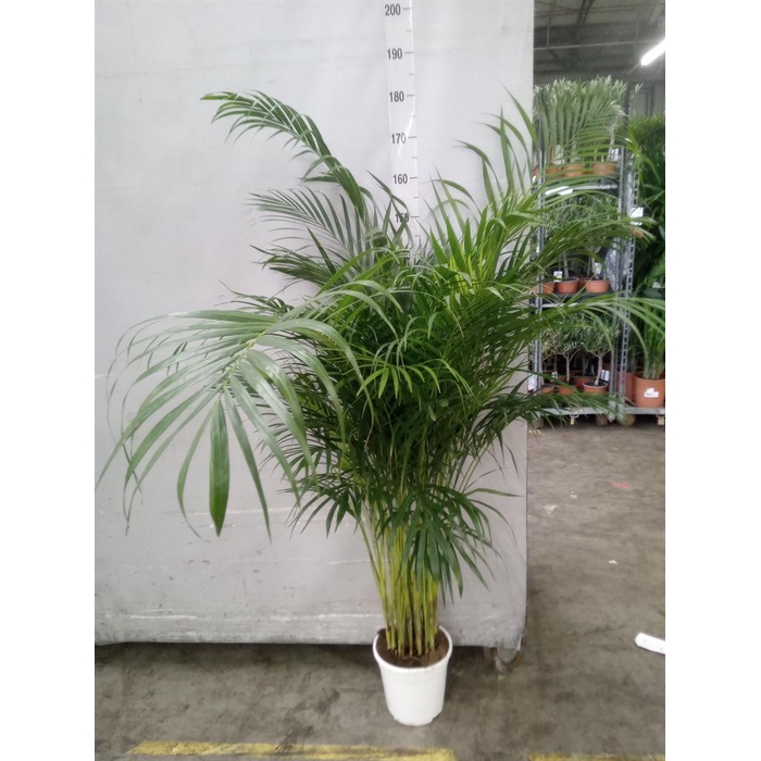 <h4>Dypsis lutescens   ...Chrysalidoca</h4>