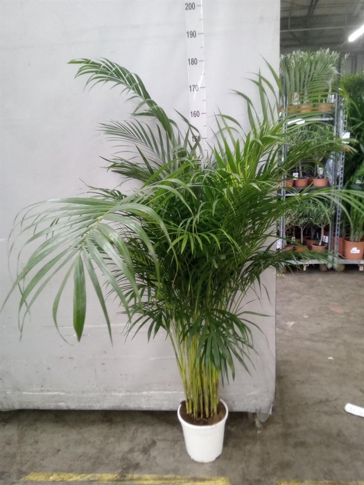 Dypsis lutescens   ...Chrysalidoca