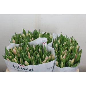 Tulipa EN 'Dynasty'