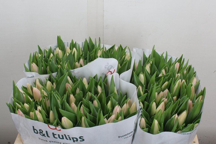 <h4>Tulipa EN 'Dynasty'</h4>