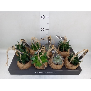 Succulents   ...mix 4