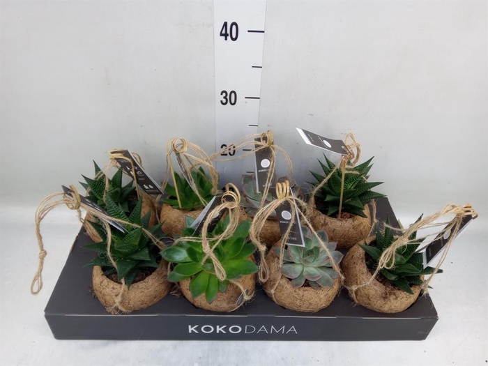 <h4>Succulents   ...mix 4</h4>