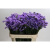 Limonium Martin Blue