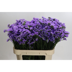 Limonium Martin Blue