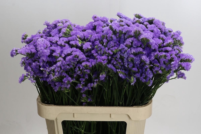 <h4>Limonium Martin Blue</h4>