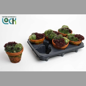 ARR SEMPERVIVUM