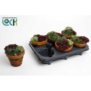 ARR SEMPERVIVUM