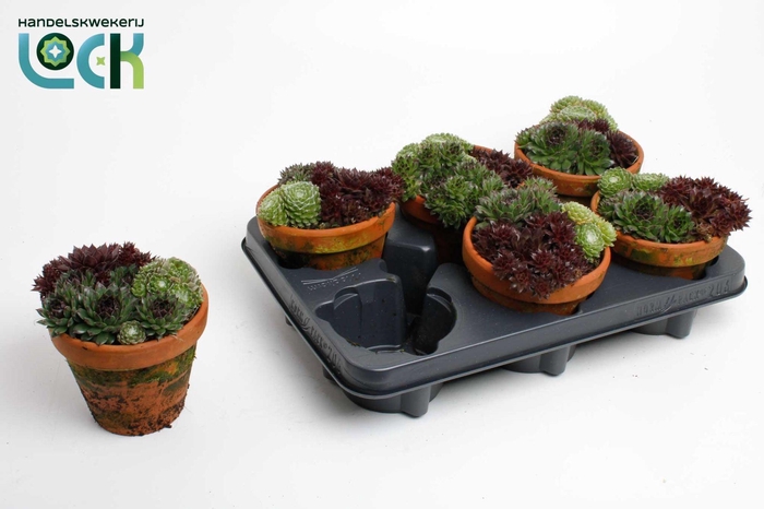 <h4>Sempervivum In stenen terracotta pot</h4>