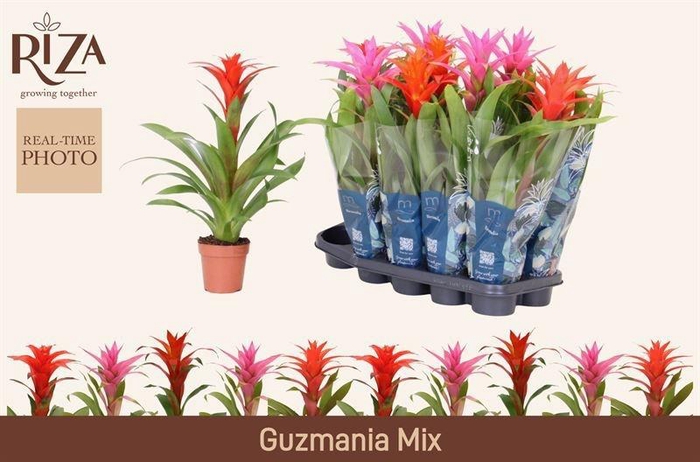 <h4>GUZM GEM 5 SRT</h4>