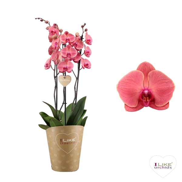 <h4>Duetto Asian Coral - 3 tak</h4>
