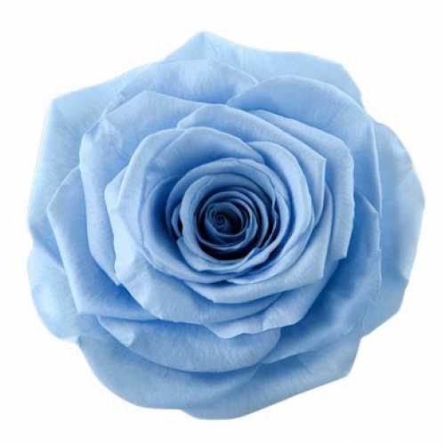 Rose Ava Sky Blue