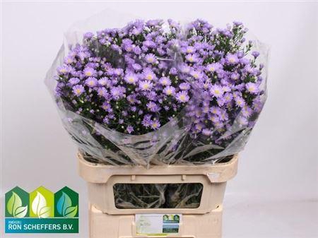 <h4>Ast Cassandra</h4>