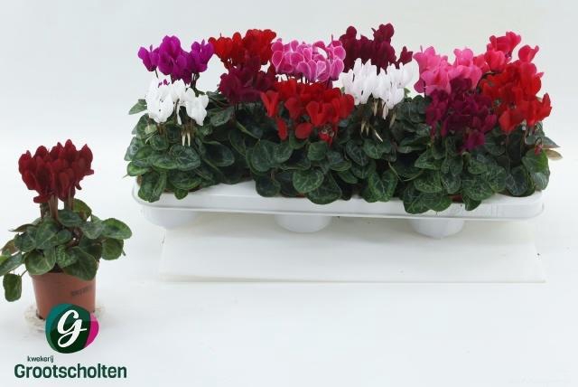 <h4>CYCL KL SUP VERANO</h4>