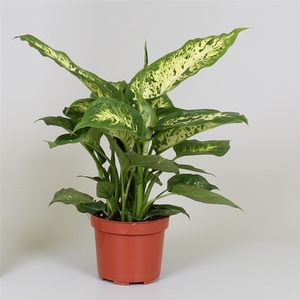 Dieffenbachia 'Compacta'