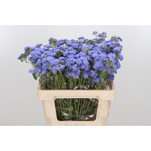 Ageratum Blue Horizon