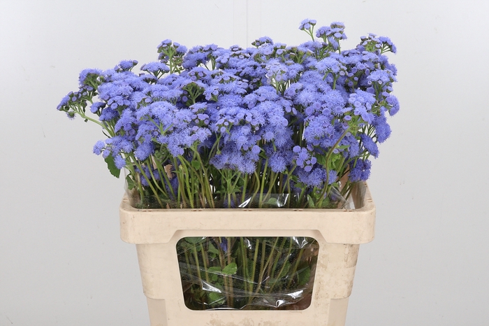 <h4>Ageratum Blue Horizon</h4>