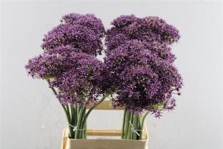 <h4>Allium Cherry</h4>