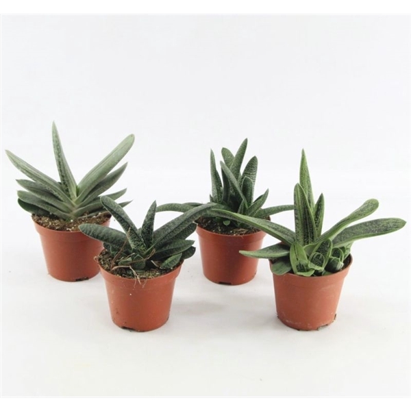 <h4>Gasteria Mix</h4>