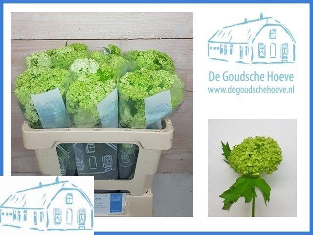 <h4>VIBURNUM ROSEUM ST</h4>