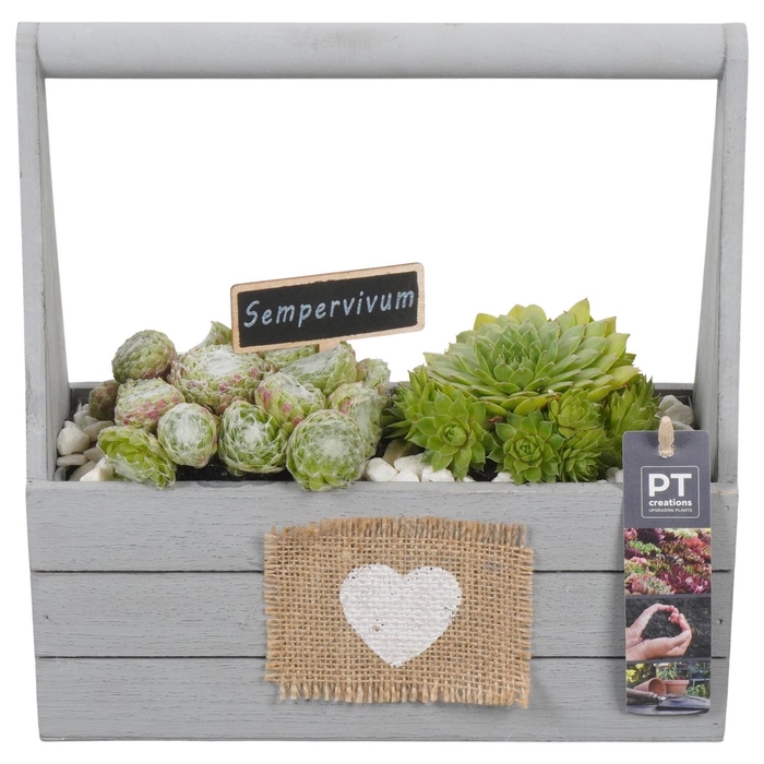 <h4>PTS7431 Arrangement Sempervivum in houten bak</h4>