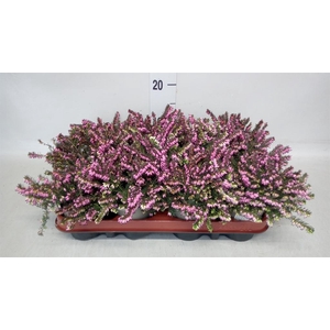 Erica darley. 'Kramer's Rote'