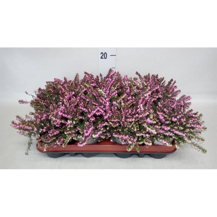 <h4>Erica darley. 'Kramer's Rote'</h4>