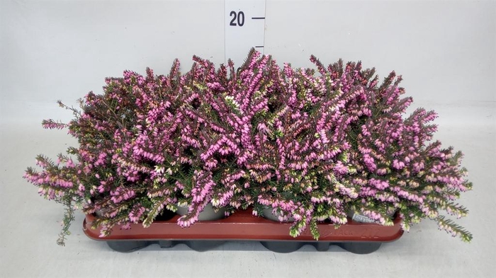 <h4>Erica darley. 'Kramer's Rote'</h4>