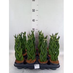 Sansevieria cyl.  ...