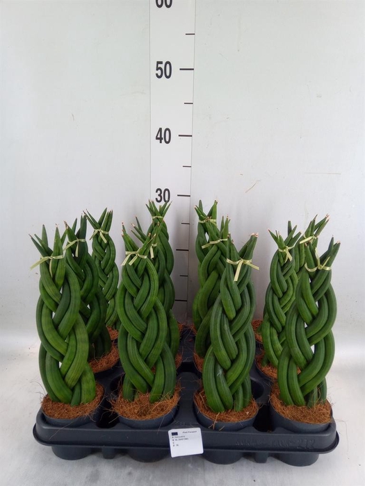 <h4>Sansevieria cyl. ...</h4>