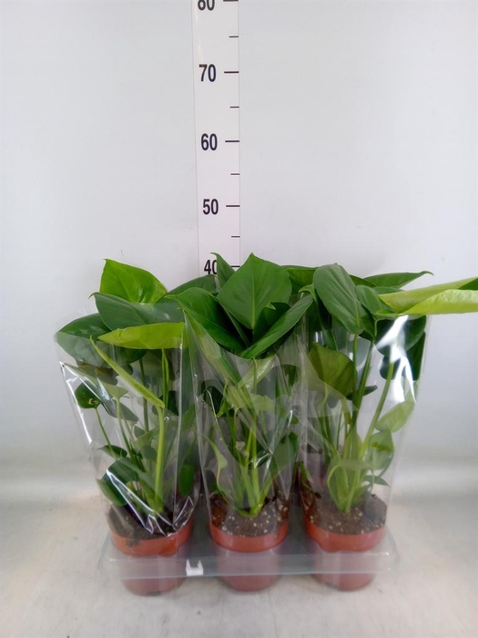 <h4>Monstera   ...</h4>