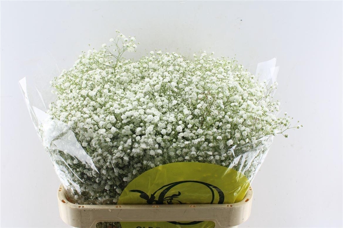 <h4>Gyps Pa Xlence</h4>