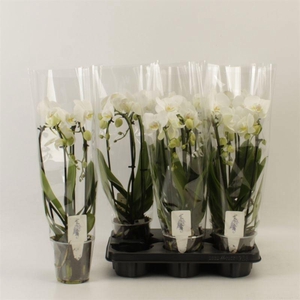 PHAL EL CASCADE