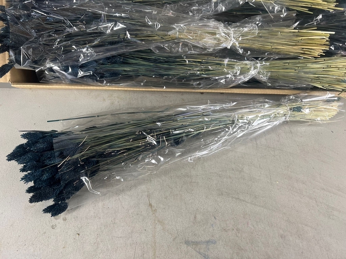 <h4>DF Phalaris Bs Black 100g</h4>