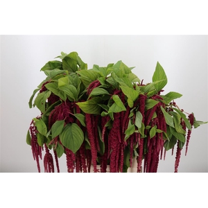 Amaranthus Hang Rood
