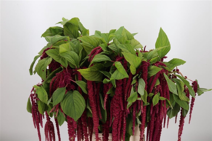 <h4>Amaranthus Hang Rood</h4>