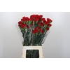 Dianthus St Don Pedro