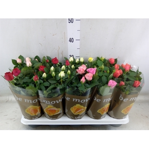 Rosa  'Beau Monde'   ...mix 6