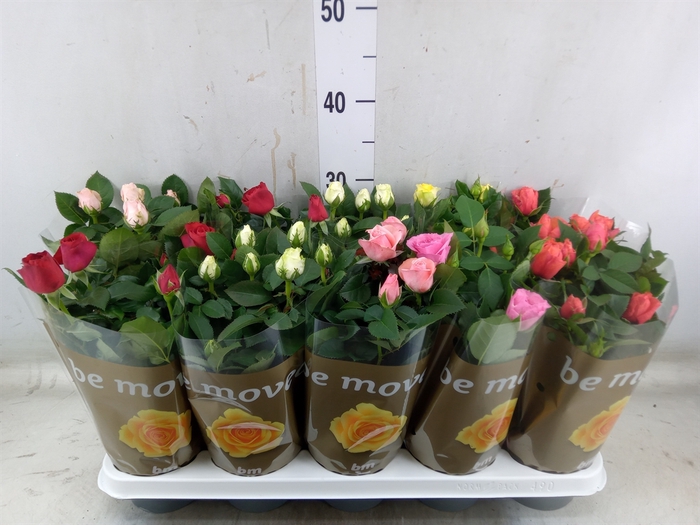 <h4>Rosa  'Beau Monde'   ...mix 6</h4>