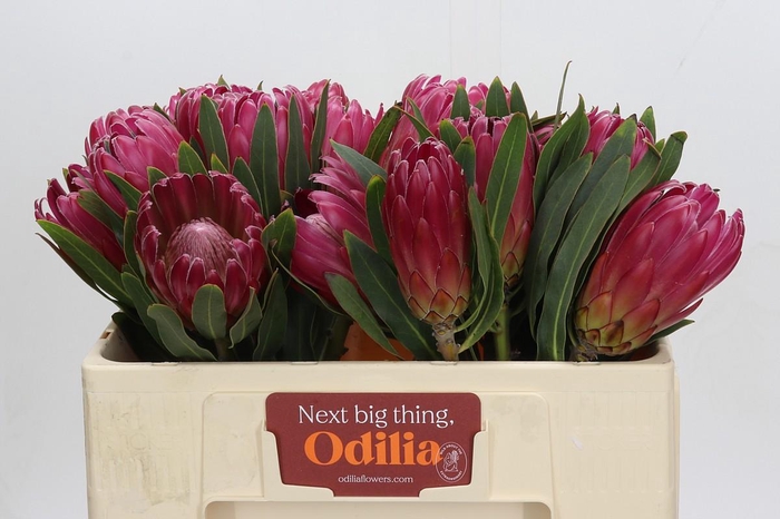 <h4>Protea Brenda</h4>