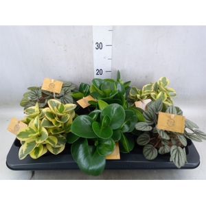 Peperomia   ...mix