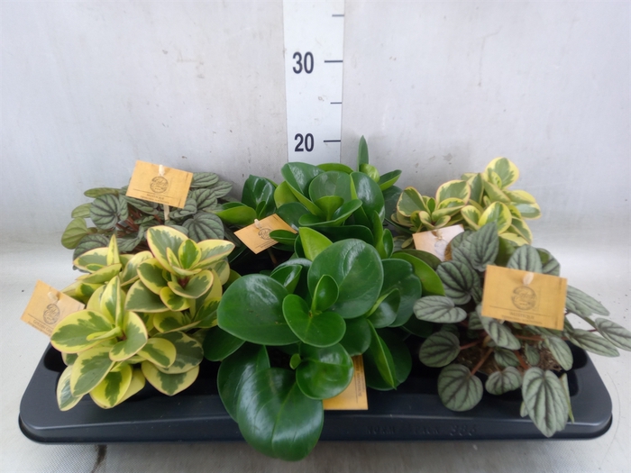 <h4>Peperomia   ...mix</h4>
