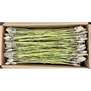 DROOG PAPAVER / MAANKOPPEN P.DS