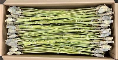 <h4>DROOG PAPAVER / MAANKOPPEN P.DS</h4>