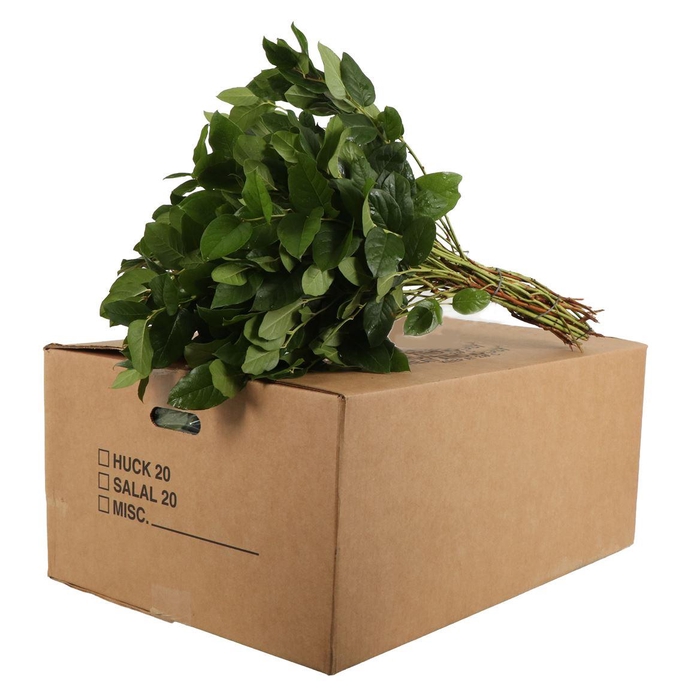 <h4>Salal Groot</h4>