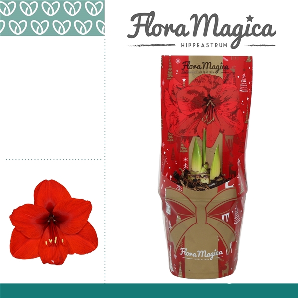 <h4>Amaryllis Rood 2 Knop in FM Kersthoes</h4>