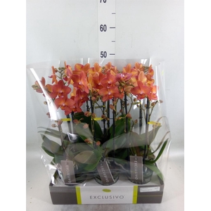 Phalaenopsis multi.   ...orange