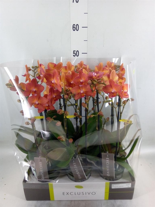 <h4>Phalaenopsis multi.   ...orange</h4>