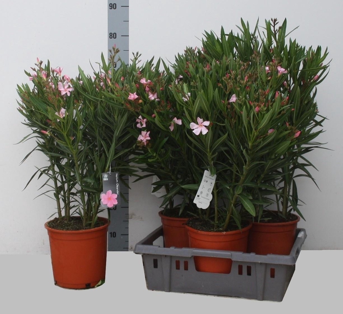 <h4>NERI OLEANDER</h4>