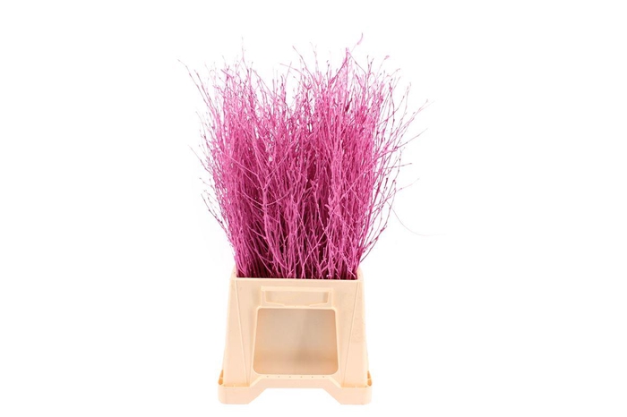<h4>Berk ( Birch ) Cerise</h4>